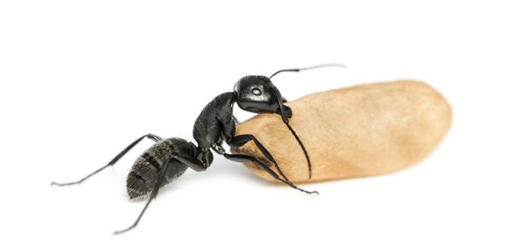 Муравей-плотник, Camponotus vagus, несёт яйцо
