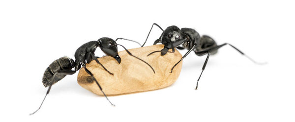 Два муравья-плотника, Camponotus vagus, несут яйцо
