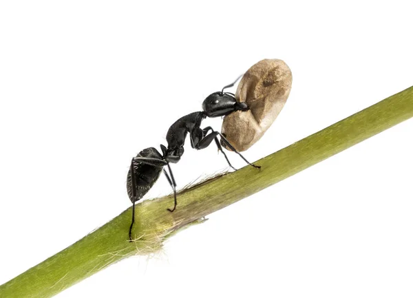 Zimmermannsameise, Camponotus vagus, trägt ein Ei — Stockfoto