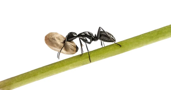 Zimmermannsameise, Camponotus vagus, trägt ein Ei — Stockfoto