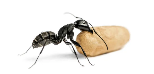 Carpenter ant, Camponotus vagus, carrying an egg — Stock Photo, Image