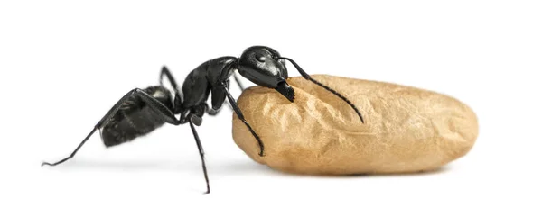 Carpenter ant, Camponotus vagus, carrying an egg — Stock Photo, Image