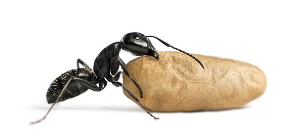 Муравей-плотник, Camponotus vagus, несёт яйцо
