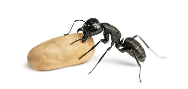 Муравей-плотник, Camponotus vagus, несёт яйцо
