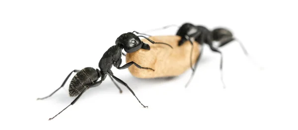 Two Carpenter ants, Camponotus vagus, carrying an egg — Stock Photo, Image