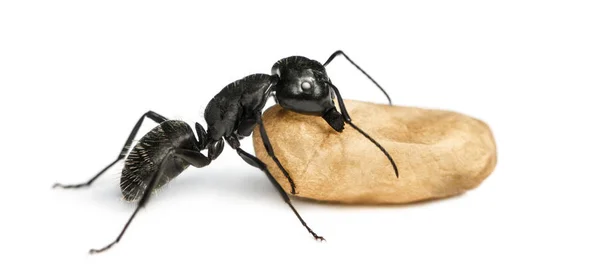 Cieśla ant, błędnego Camponotus, niosąc jajko — Zdjęcie stockowe