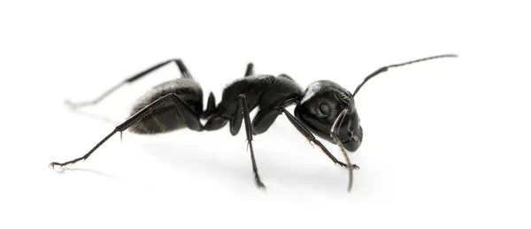 Hormiga carpintera, Camponotus vagus —  Fotos de Stock