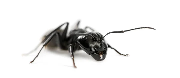 Муравей-плотник, Camponotus vagus — стоковое фото