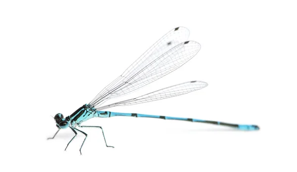 Azure damselfly, Coenagrion puella in front of a white backgroun — Stock Photo, Image