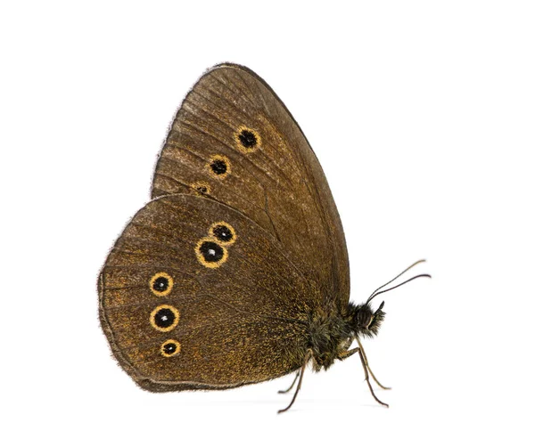 Ringlet, Aphantopus hyperantus in front of a white background — Stock Photo, Image