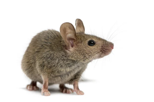 Деревна миша перед білим тлом — стокове фото