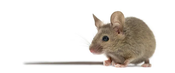 Wood mouse in front of a white background — Stock Photo, Image