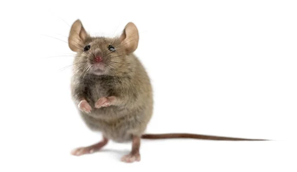 Wood mouse in front of a white background — Stock Photo, Image