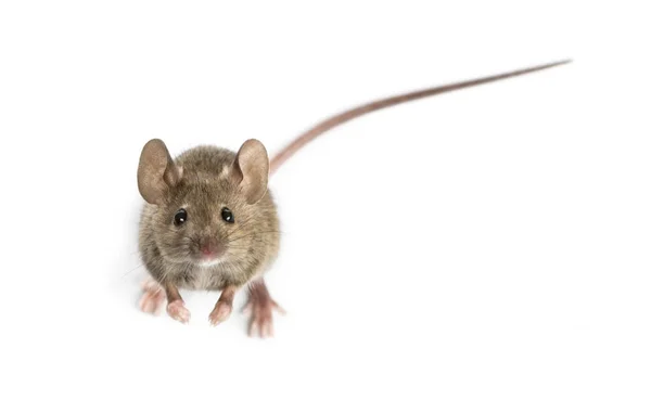 Vue haute d'une souris en bois regardant devant un fond blanc — Photo