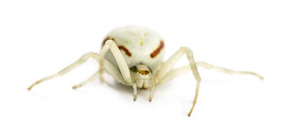 Golden Crab Spider, Misumena vatia in front of a white backgroun — Stock Photo, Image