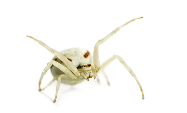 Araña Cangrejo Dorado, Misumena vatia delante de un fondo blanco — Foto de Stock