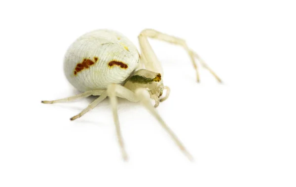 黄金蟹蜘蛛，在白色背景前的 Misumena vatia — 图库照片