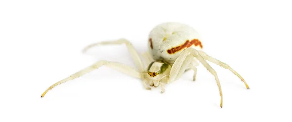 Golden Crab Spider, Misumena vatia na frente de um backgroun branco — Fotografia de Stock