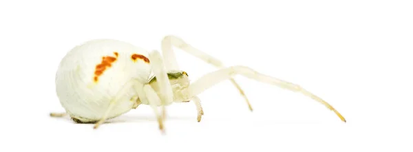 Goldene Krabbenspinne, misumena vatia vor weißem Hintergrund — Stockfoto