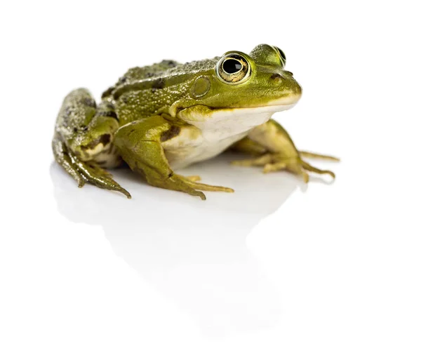 Sapo de água comum na frente de um fundo branco — Fotografia de Stock