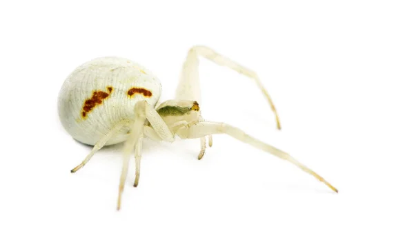 Goldene Krabbenspinne, misumena vatia vor weißem Hintergrund — Stockfoto