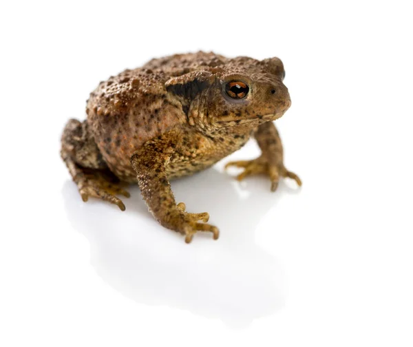 Europese toad, bufo bufo, voor een witte achtergrond — Stockfoto