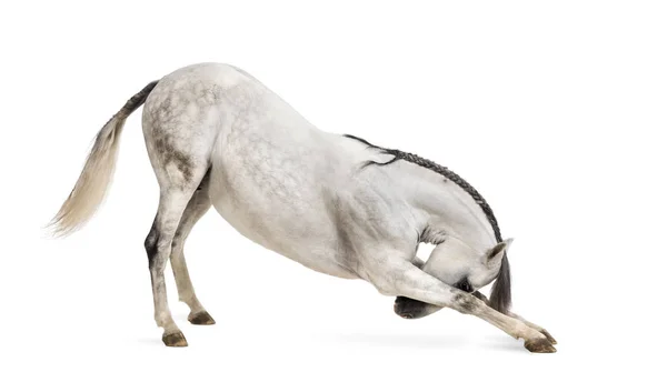 Andaluský kůň uklonil izolované na bílém — Stock fotografie