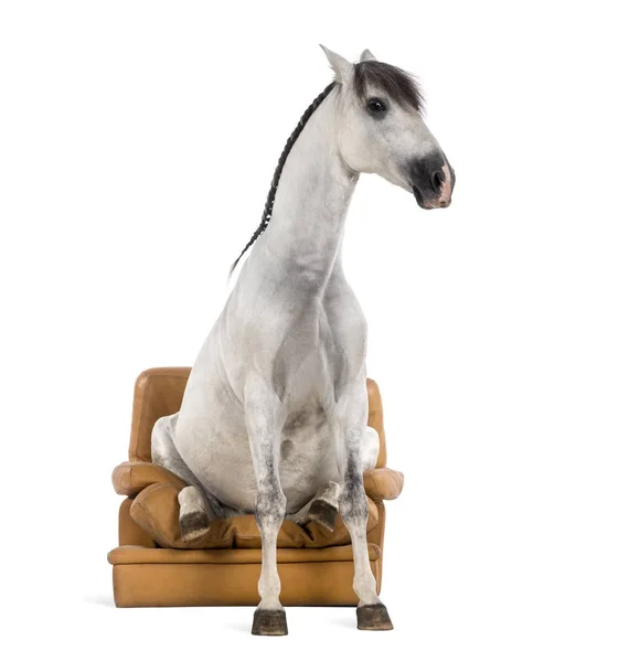 Ανδαλουσίας άλογο που κάθεται σε μια πολυθρόνα — Φωτογραφία Αρχείου