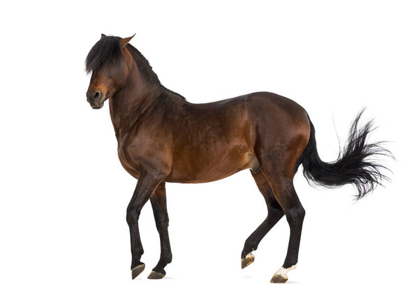 Андалузский конь скачет изолированный на белом
