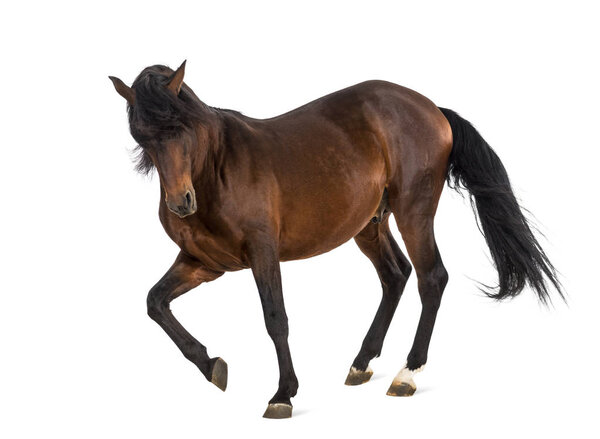 Андалузский конь скачет изолированный на белом
