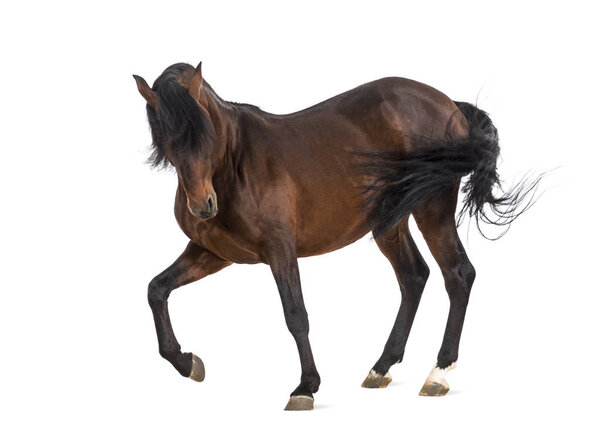 Андалузский конь скачет изолированный на белом
