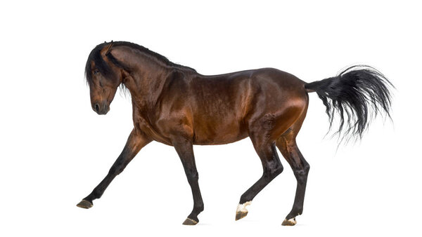 Андалузский конь
