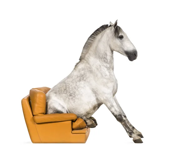 Caballo andaluz sentado en un sillón — Foto de Stock