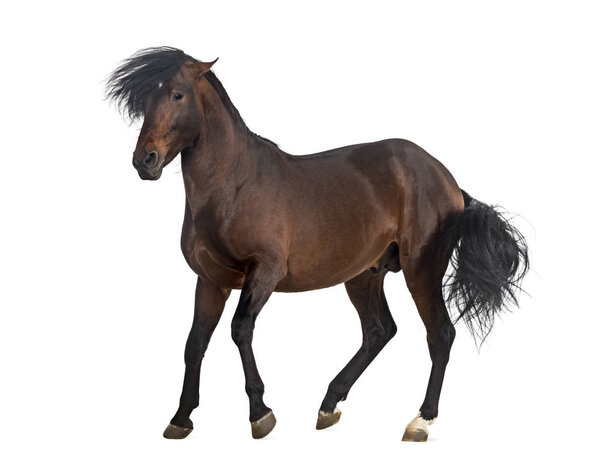 Андалузская лошадь, изолированная на белом
