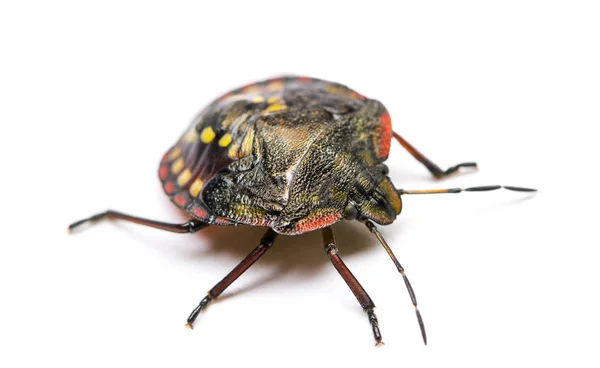 Южно-зелёный жук, Nezara viridula — стоковое фото