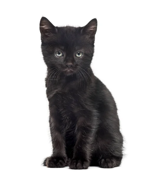 Gatito negro delante de un fondo blanco — Foto de Stock