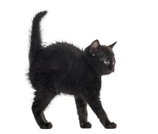 Black kitten in front of a white background — Stock Photo, Image