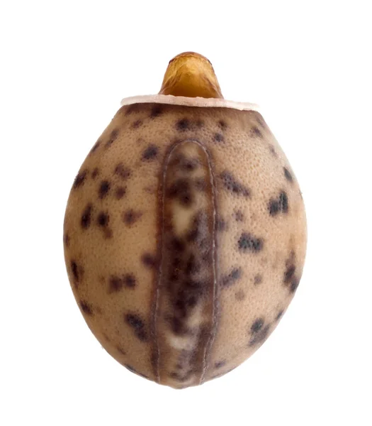 Uovo di insetto bastone - Paramenexenus laetus 3,6 mm — Foto Stock
