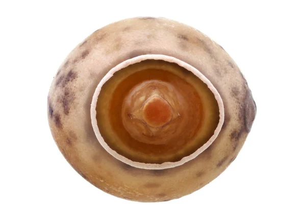 Ei eines Stockinsekts - Paramenexenus laetus 3,6 mm — Stockfoto