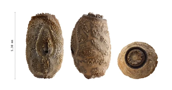 Uovo di insetto bastone - Diaframma gigantea 5,3 mm — Foto Stock