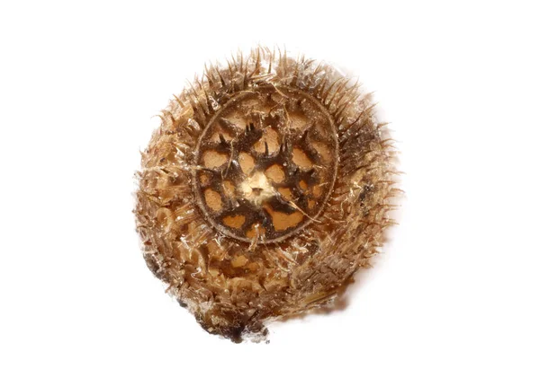 Яйцо из палочки - Sipyloidea biplagiata 4,9 мм — стоковое фото