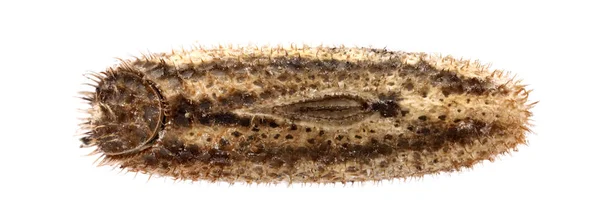 Ei van stick insect - Sipyloidea biplagiata 4.9 mm — Stockfoto