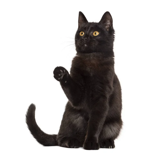 Beyaz bir arka plan önünde pawing kara kedi — Stok fotoğraf