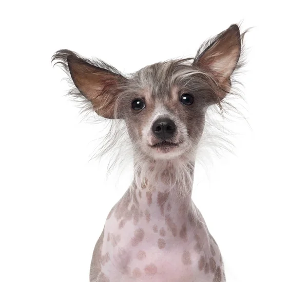 Chinese Crested Dog (8 meses de idade) na frente de um backgroun branco — Fotografia de Stock