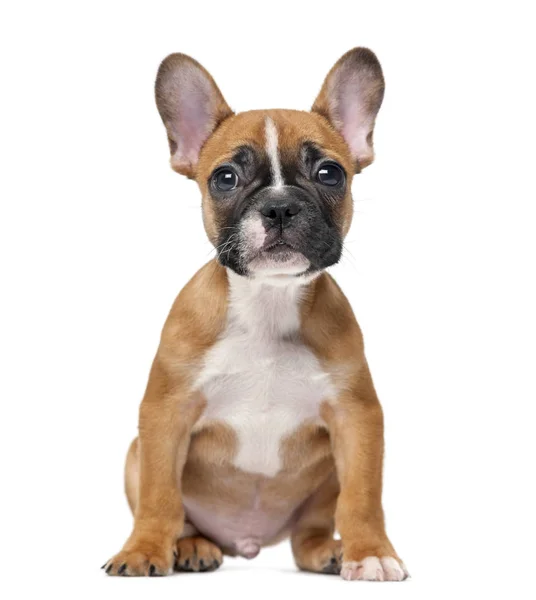 French bulldog puppy in front of a white background — Stock Photo, Image