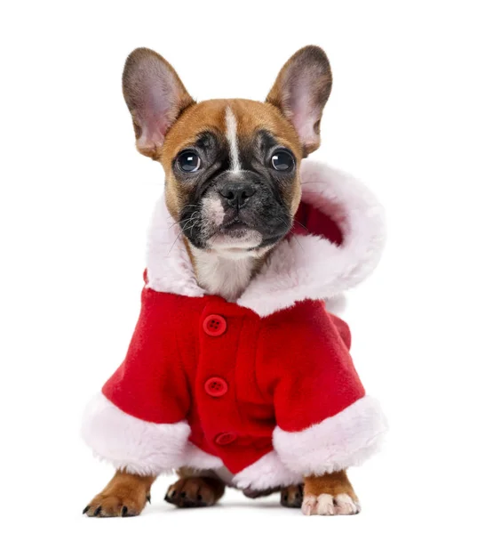 Francese bulldog cucciolo indossa un cappotto di Babbo Natale davanti a un ba bianco — Foto Stock