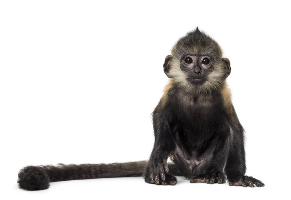 Baby Francois Langur (4 месяца)
)