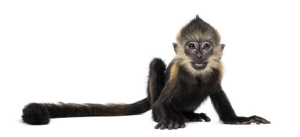 Baby Francois Langur (4 месяца)
)