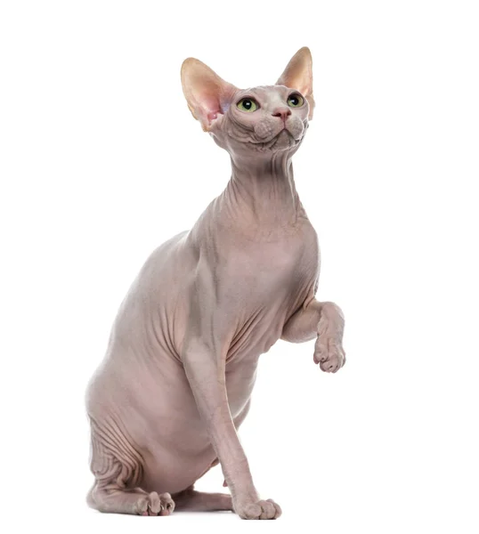 Sphynx pawing up isolated on white — Stock Photo, Image