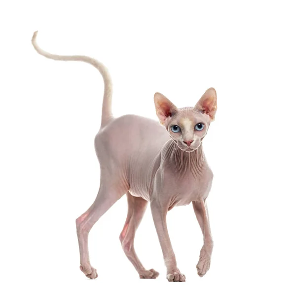 Sphynx isolerad på vit — Stockfoto